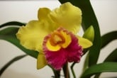 a yellow Corsage Orchid with its leaves