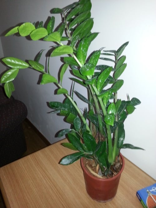 zz plant poisonous houseplant