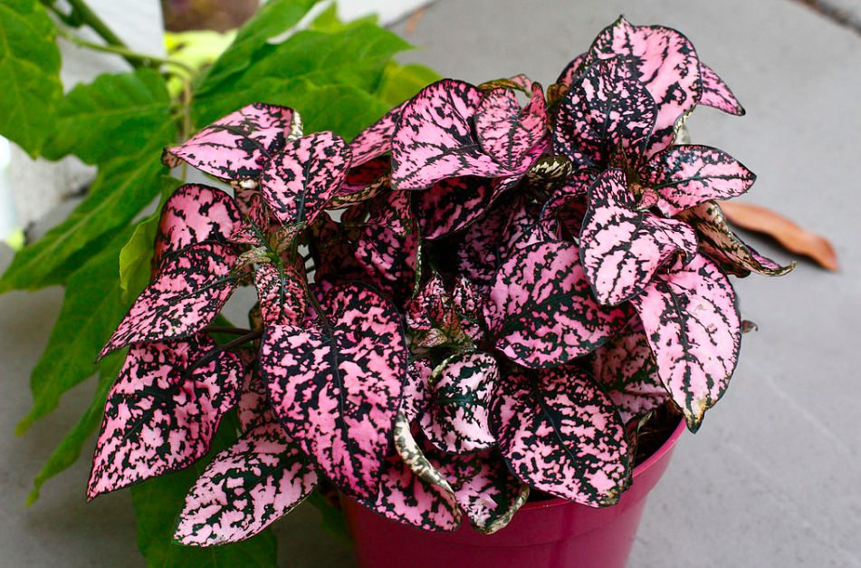 9 Ways to Care for a Hypoestes (Polka Dot) ) indoor houseplant