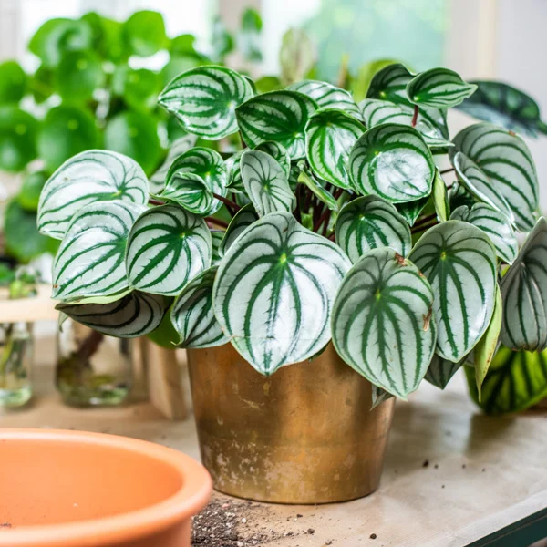 Tips on How to Take Care of Watermelon Peperomia