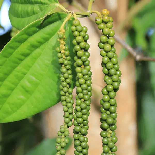 Black Peppercorn Plant green