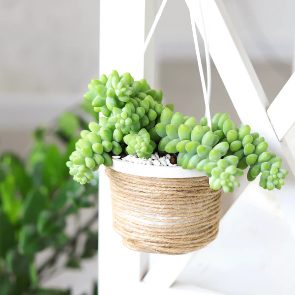 How to Grow and Care for Burros Tail?