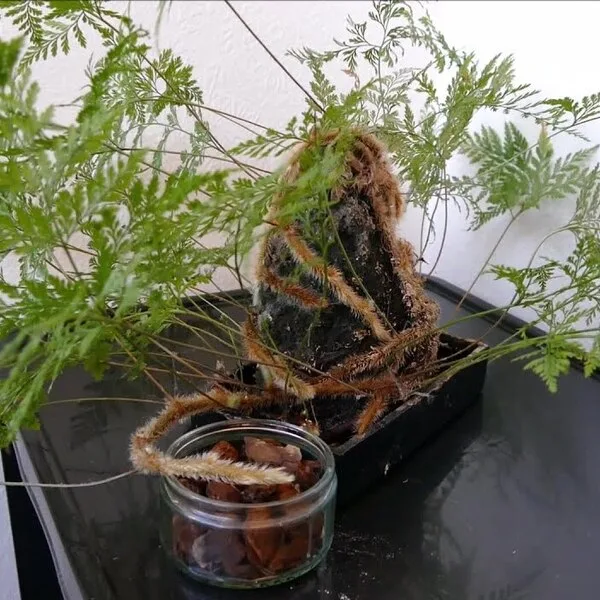 Rabbits Foot fern Propagation by Division