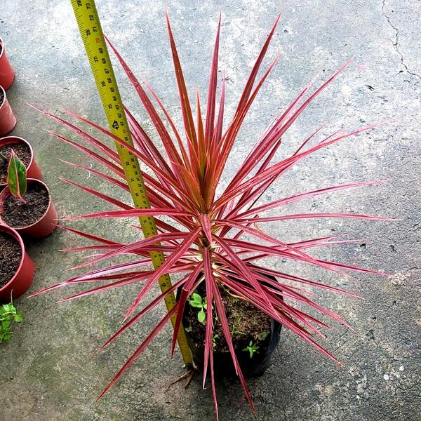 Tricolor dragon plant on the ground and is measured using a measuring tape.  Vibrant red