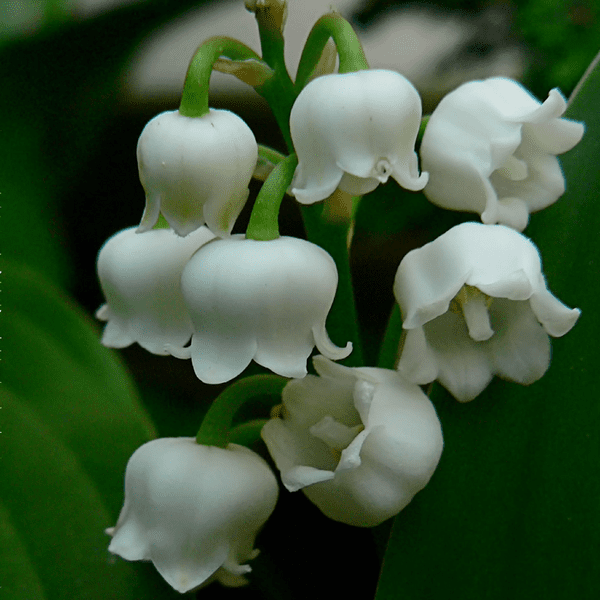 Ultimate How to Plant, Grow and Care for Lily of the Valley Flowers