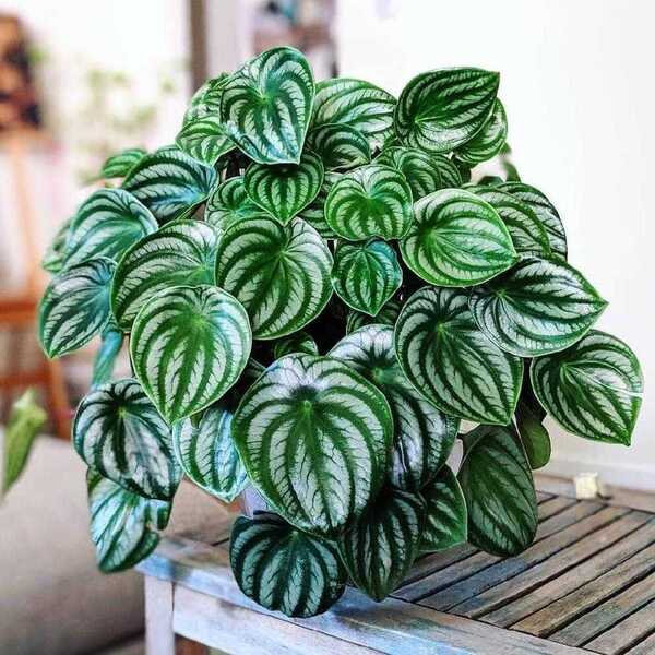 Watermelon Peperomia Thick and Full