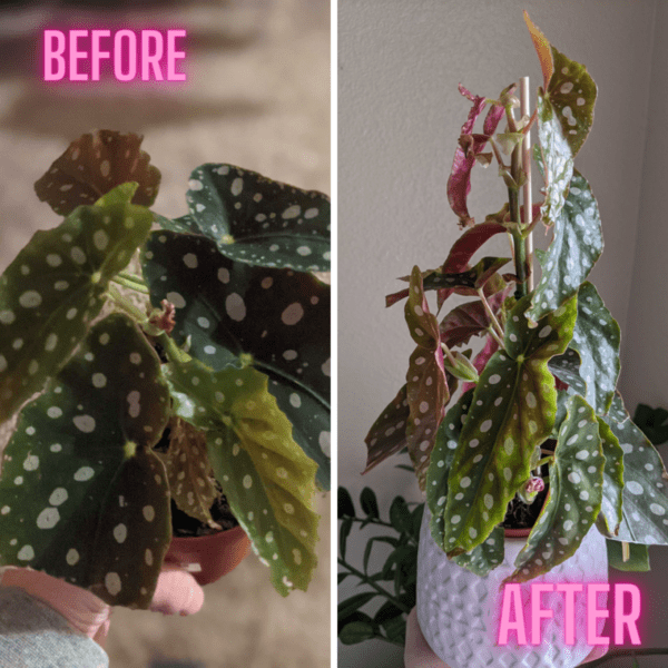 Before and after Polka Dot Begonia