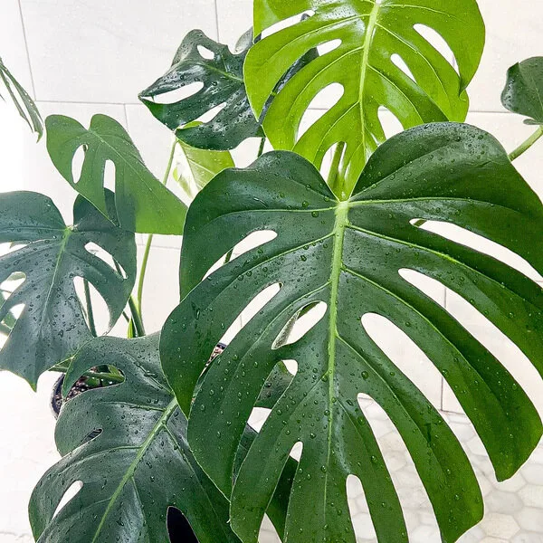 From Beginner to Plant Boss: Mastering the Monstera Deliciosa