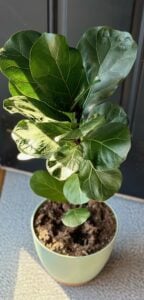 Fiddle Fig Full Plant